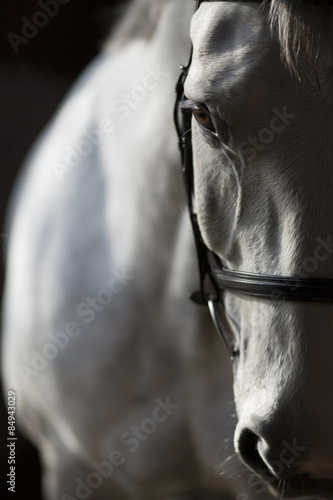 Fototapeta Naklejka Na Ścianę i Meble -  Stimmungsvolles Portrait eines Springpferdes 