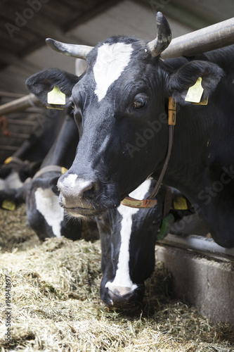 black and white cow in stable looks photo