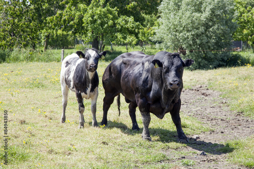 meat calf and bull in green summer meadow meat calf and bull in green summer meadow
