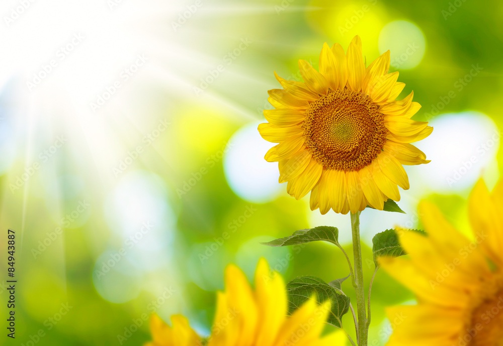 Obraz premium image field of sunflowers