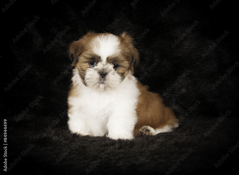 Shih-Tzu en studio sur fond noir Shih-Tzu en studio sur fond noir