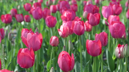 Wallpaper Mural Beautiful pink tulips on a bed Torontodigital.ca