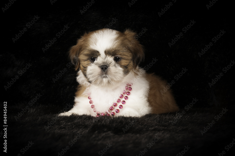 Shih-Tzu en studio sur fond noir Shih-Tzu en studio sur fond noir
