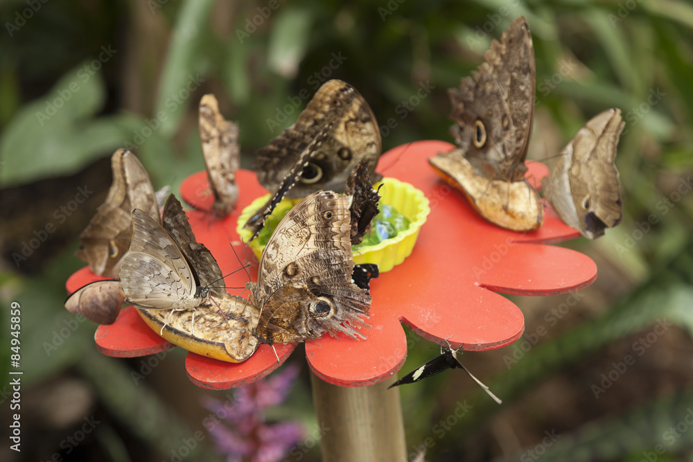 Gruppo di farfalle Gruppo di farfalle