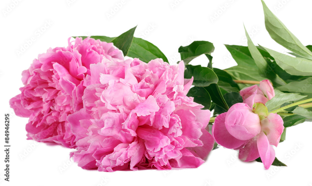 Pink peony flowers Pink peony flowers