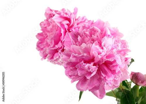 Pink peony flowers © manyakotic