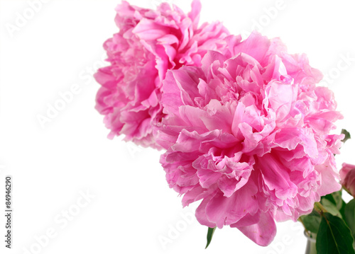 Pink peony flowers over white background,