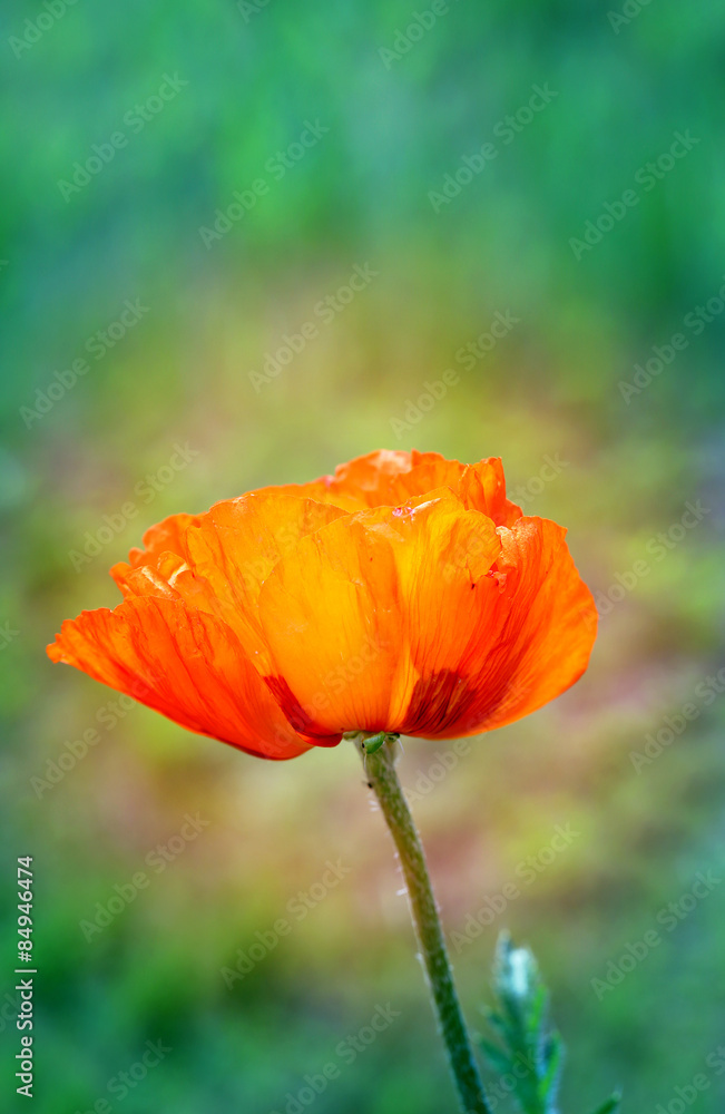 Fototapeta premium beautiful large red poppy
