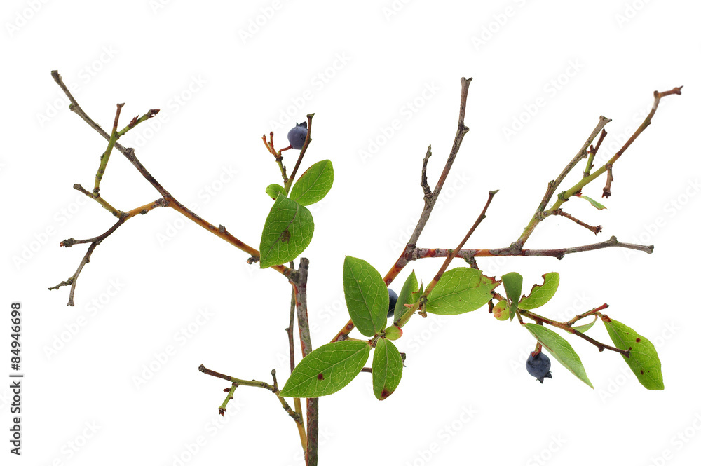 Blueberry Anthracnose - Colletotrichum gloeosporioides  - obrazy, fototapety, plakaty 