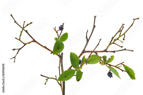 Blueberry Anthracnose - Colletotrichum gloeosporioides 