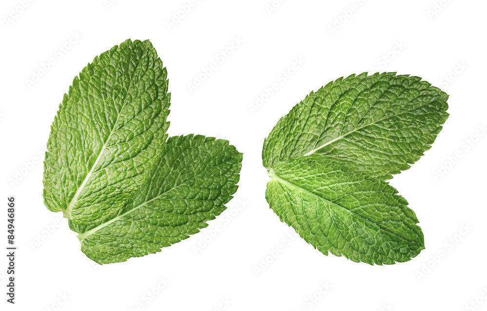 2 double mint leaves composition isolated on white background 2 double mint leaves composition isolated on white background