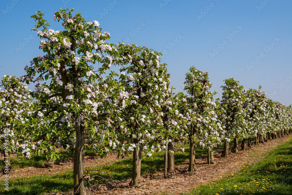 blossoms of apple trees