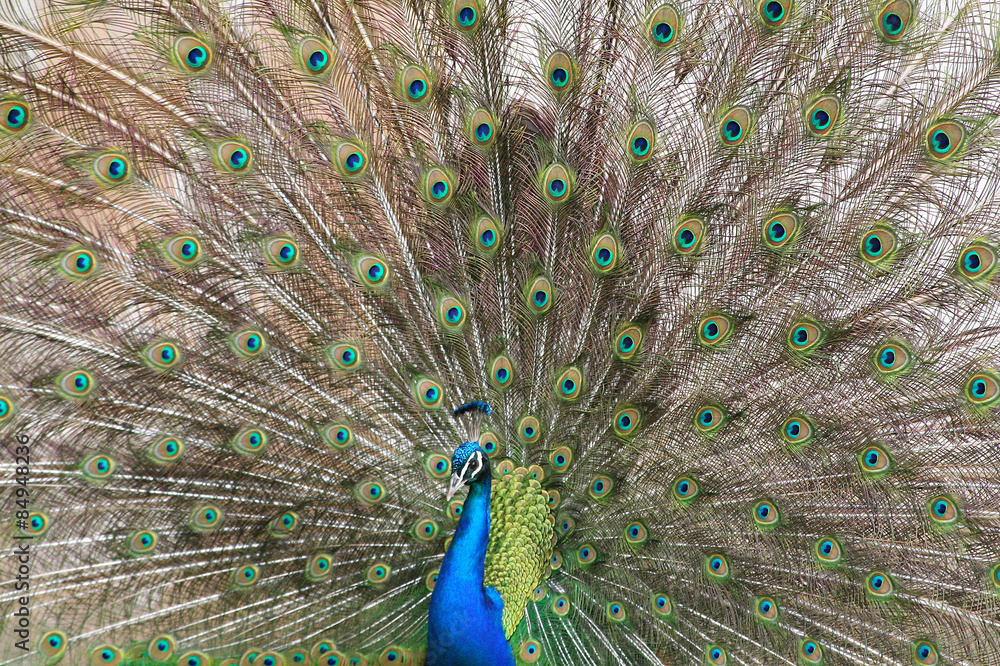 Obraz premium Blue peacock (Pavo cristatus) displays his colorful tail feathers