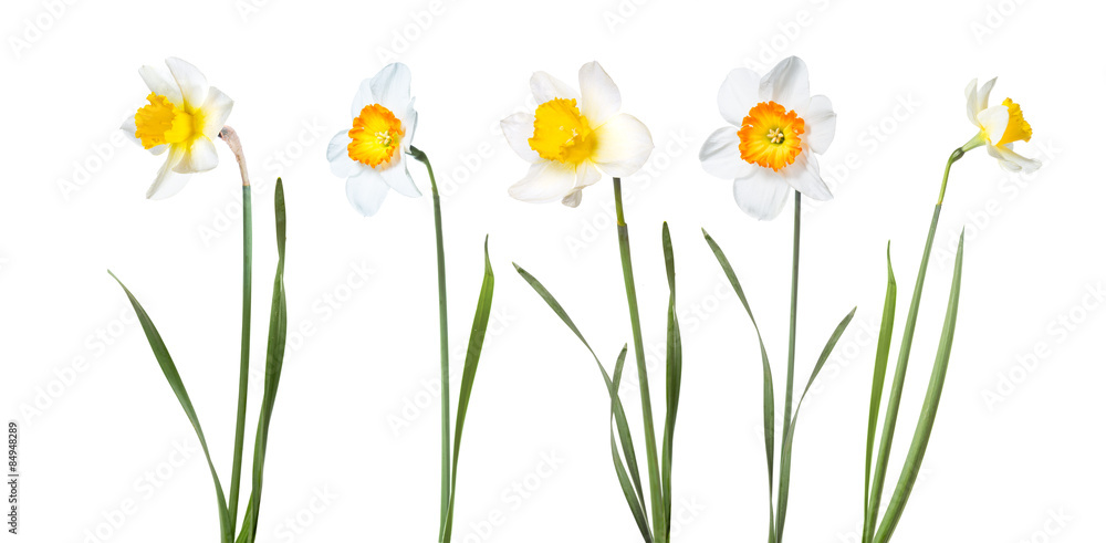 Flowers daffodils Flowers daffodils