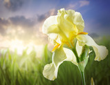 Beautiful flower Yellow iris