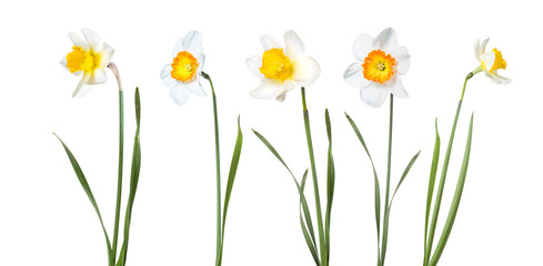 Foto auf Acrylglas Narzisse Blumen Narzissen  © Evgenia Tiplyashina