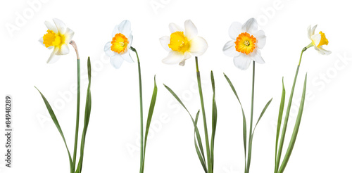 Fototapeta Naklejka Na Ścianę i Meble -  Flowers daffodils