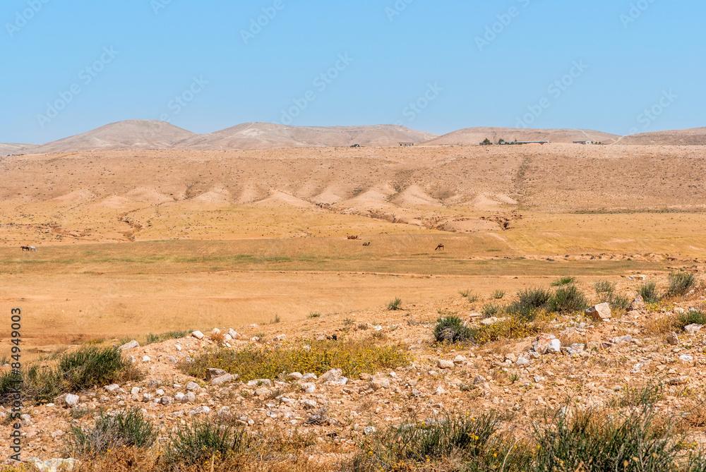  Negev desert, camels in the background