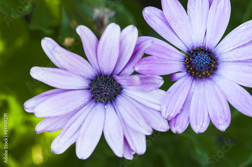 Two flowers of African daisy close up.