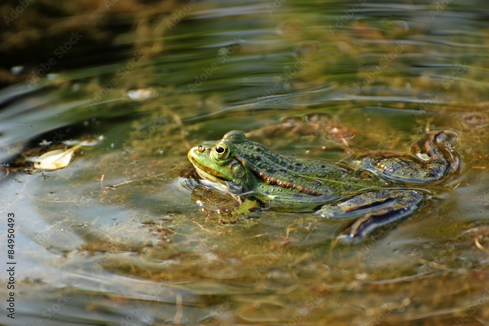 Teichfrosch mit Schallwellen
Teichfrosch mit Schallwellen