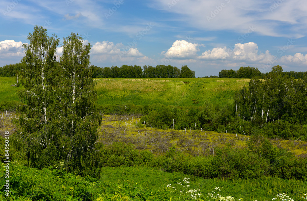 summer landscape with birch trees summer landscape with birch trees