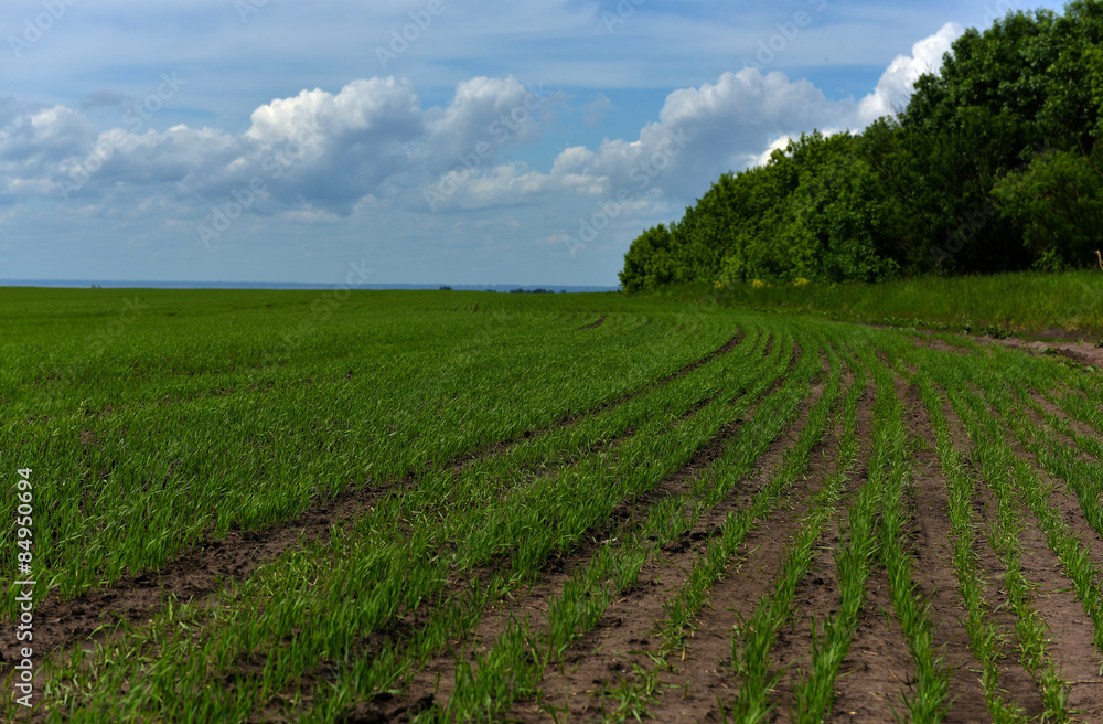 field with young rye