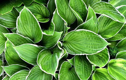 Hosta, perennials with a compact or dense korotkovetvistym rhizome and root system consisting of threadlike roots fibrillose
 photo