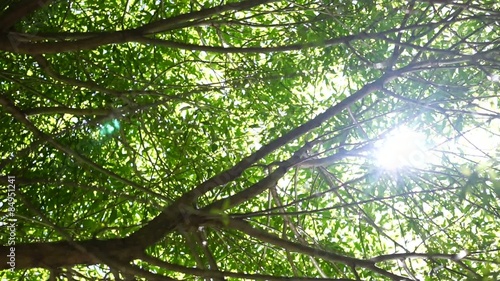 Sunlight into tree branches with leaves photo