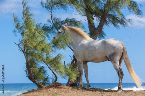 cheval blanc sous filaos, plage de l'Etang-Salé, Réunion