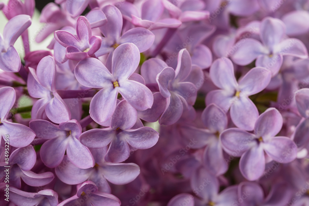 macro photo of purple lilac flowers