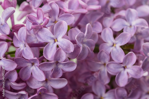 macro photo of purple lilac flowers © GCapture