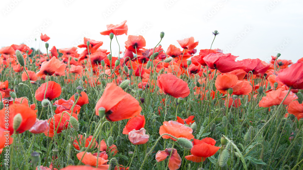 Obraz premium Mohn Panorama