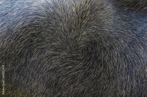 Wallpaper Mural Hairy Buffalo Torontodigital.ca