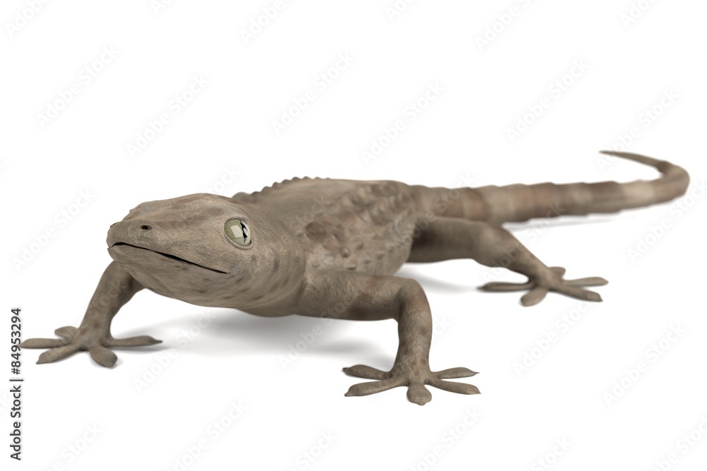 Naklejka premium 3d render of tarentola mauritanica
