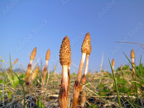 つくし/Horsetail