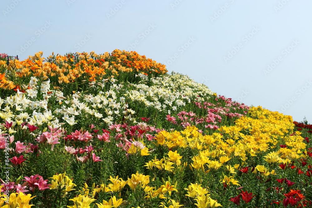 Fototapeta premium ゆり