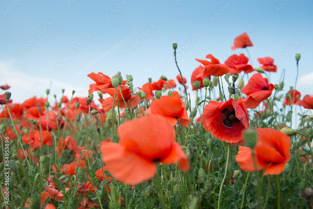 Naklejka premium Mohnblumenwiese