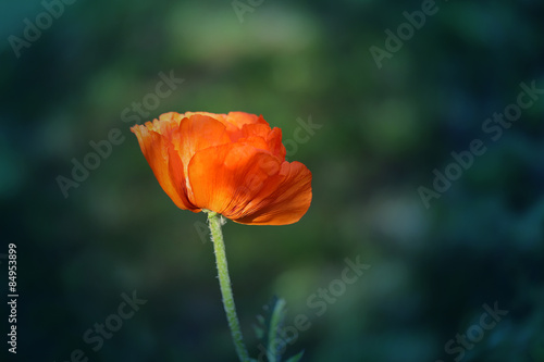 beautiful large red poppy
