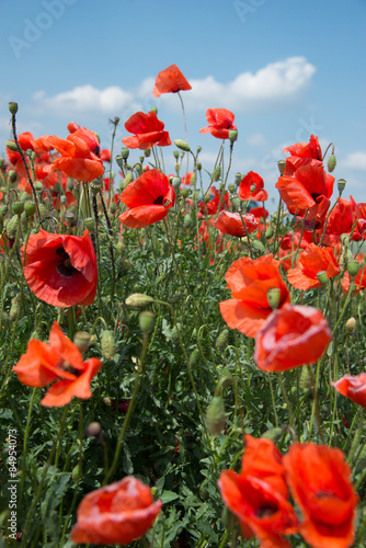 Fototapeta Naklejka Na Ścianę i Meble -  Mohnblumenwiese mit Wolkenhintergrund
