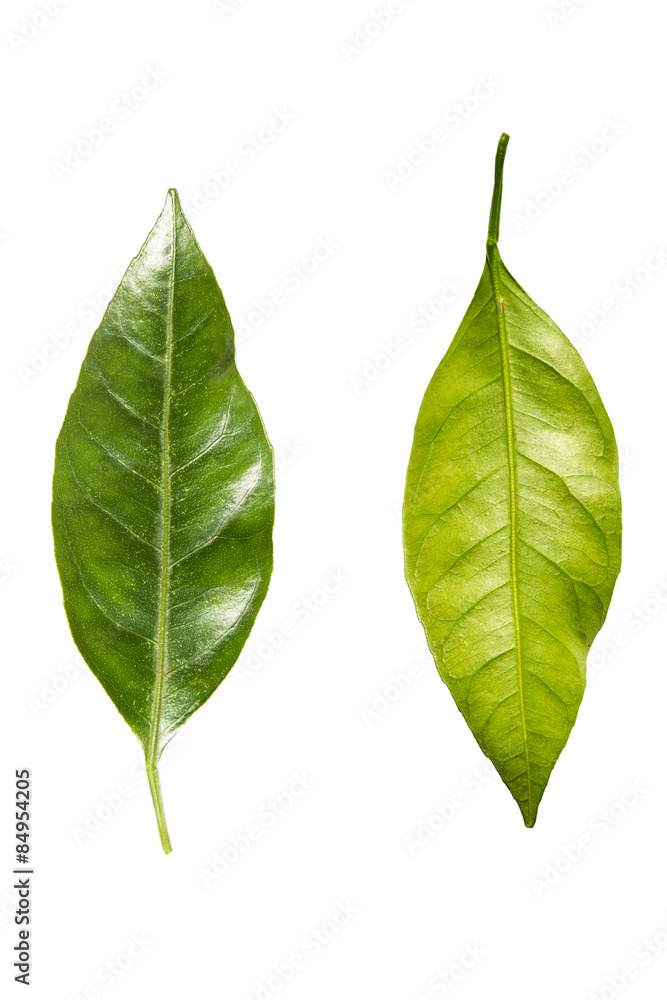 leaves mandarin leaves mandarin