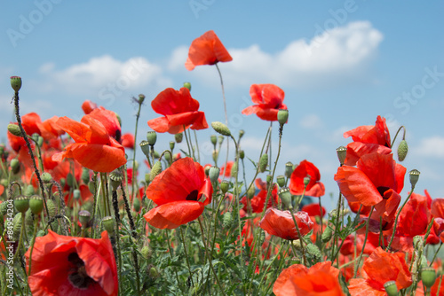 Mohnblumenwiese mit Wolkenhintergrund