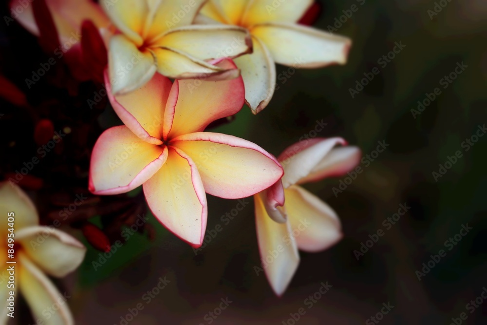 Fototapeta premium Frangipani flower