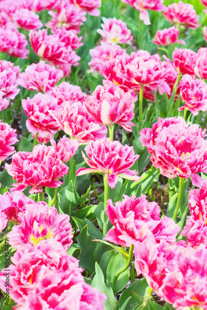 Tulip ’Crispion Sweet’ Tulip ’Crispion Sweet’