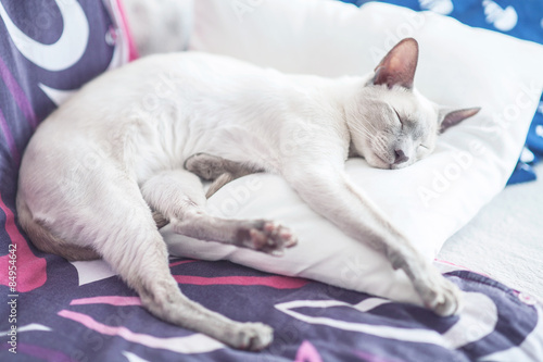Fototapeta Naklejka Na Ścianę i Meble -  sleeping oriental cat