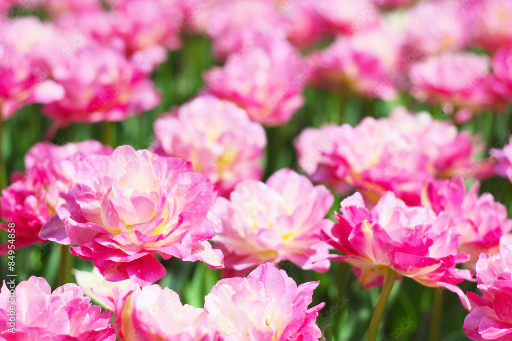 Fototapeta premium Tulip ’Double Sugar’
