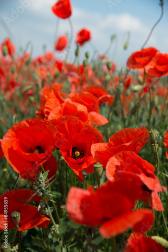 Fototapeta Naklejka Na Ścianę i Meble -  knalligbunte Mohnblumen
