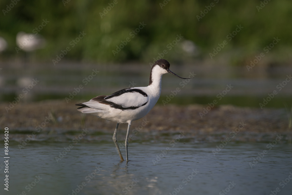 Pied avocet Pied avocet