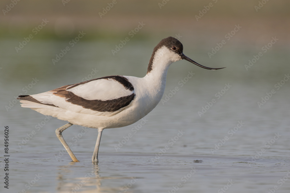Pied avocet Pied avocet