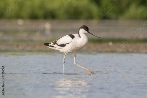 Pied avocet walking