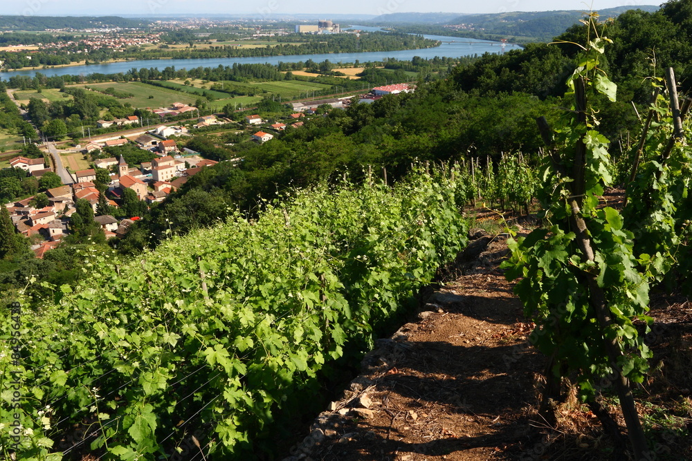 Vigne Côte du Rhône Chavanay Vallée du Rhône France
